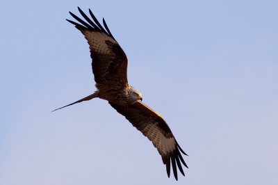 Red Kite