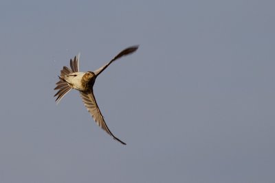 Eurasian Sky Lark