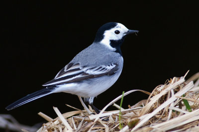 White Wagtail