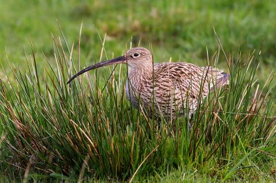 Storspov Numenius arquata Eurasian Curlew