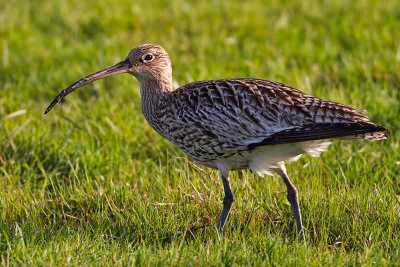 Storspov Numenius arquata Eurasian Curlew