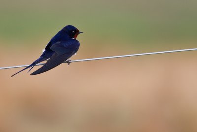 Ladusvala Hirundo rustica Barn Swallow