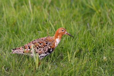 Brushane Philomachus pugnax Ruff