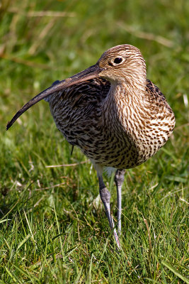 Storspov Numenius arquata Eurasian Curlew