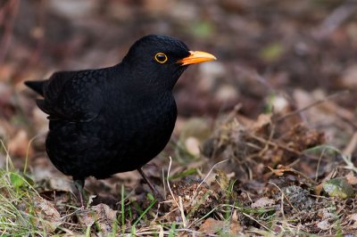 Common Blackbird