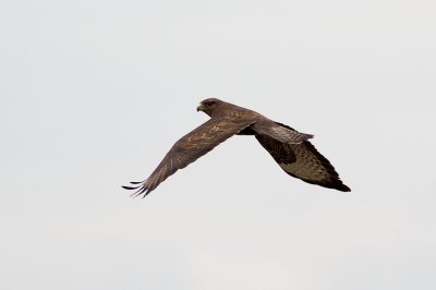 Common Buzzard