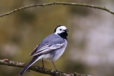 White Wagtail at ISO 3200
