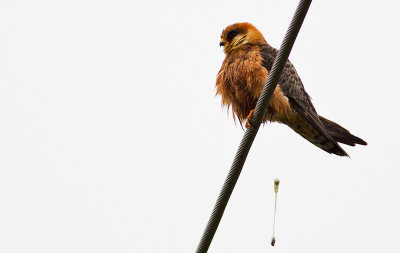 Red-footed Falcon taking a dump