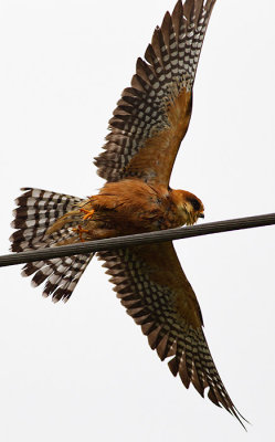 Red-footed Falcon