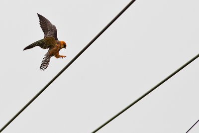 Red-footed Falcon