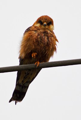 Red-footed Falcon