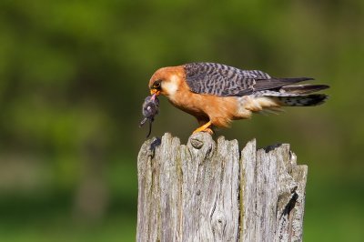 Red-footed Falcon eating a rodent