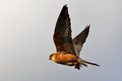 Red-footed Falcon with a rodent in its claws