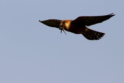 Red-footed Falcon with rodent in mouth