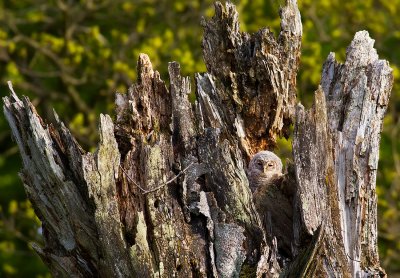 Tawny Owl, juvenile