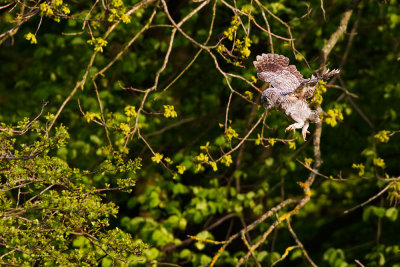 Tawny Owl, first flight for juvenile