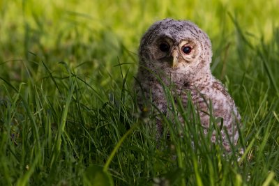 Tawny Owl, juvenile