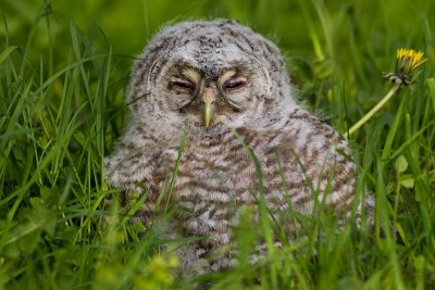 Tawny Owl, juvenile