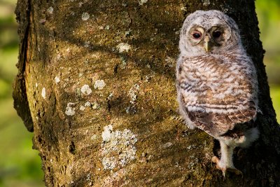 Tawny Owl