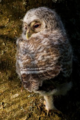 Tawny Owl