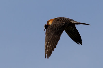 Red-footed Falcon with rodent in mouth