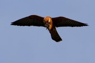 Red-footed Falcon eating a rodent in flight