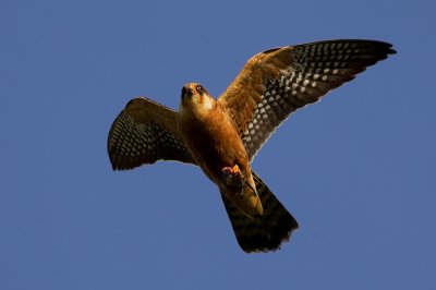 Red-footed Falcon with a rodent in its claws