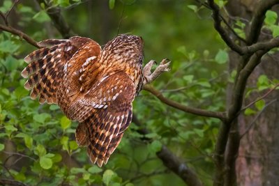 Tawny Owl landing on a branch