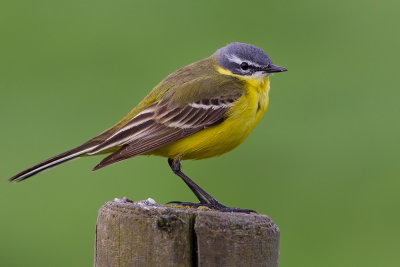 Yellow Wagtail