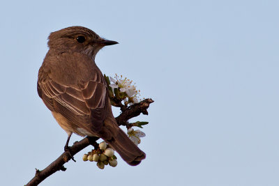 Spotted Flycatcher