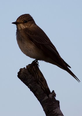 Spotted Flycatcher