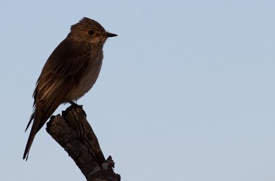 Spotted Flycatcher