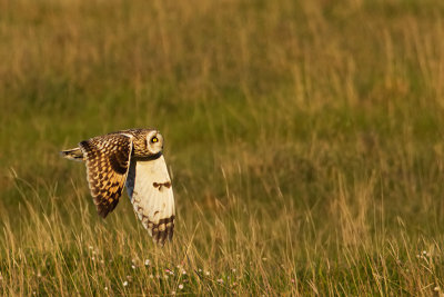 Short-eared Owl