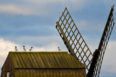 Common Shelduck