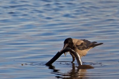 Carrion Crow with a eel
