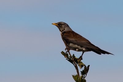 Fieldfare