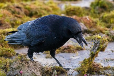 Carrion Crow looking for food
