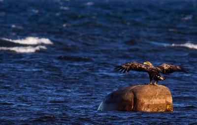 White-tailed Eagle