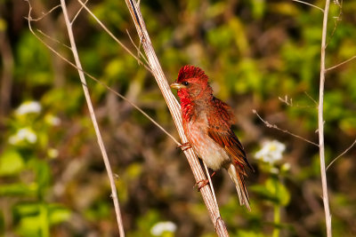 Common Rosefinch