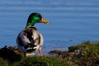 Mallard