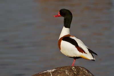 Common Shelduck