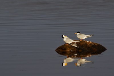  Little Tern