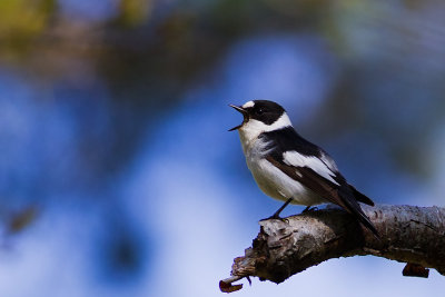 Collared Flycatcher