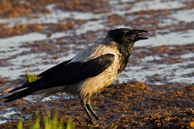 Carrion Crow with insect?