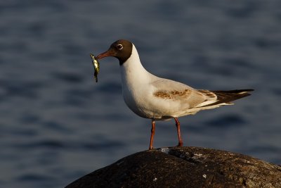 Black-headed Gull with fish