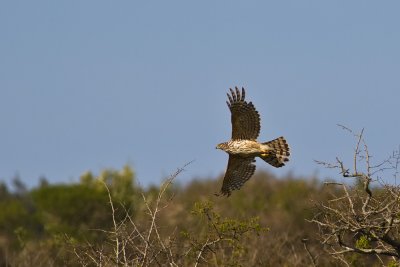 Northern Goshawk