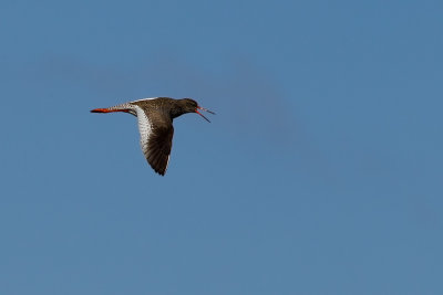 Common Redshank