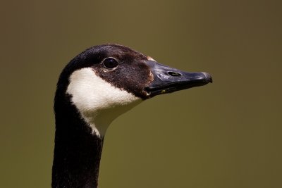 Canada Goose