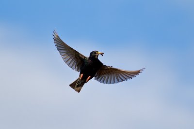 Common Starling