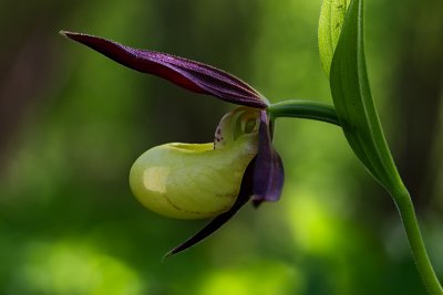 Ladys Slipper